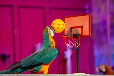 parrot playing basketball