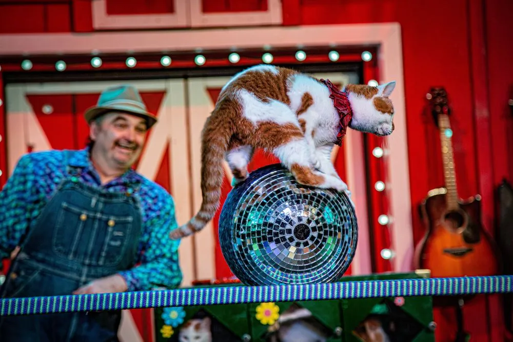 Cat in Comedy Barn