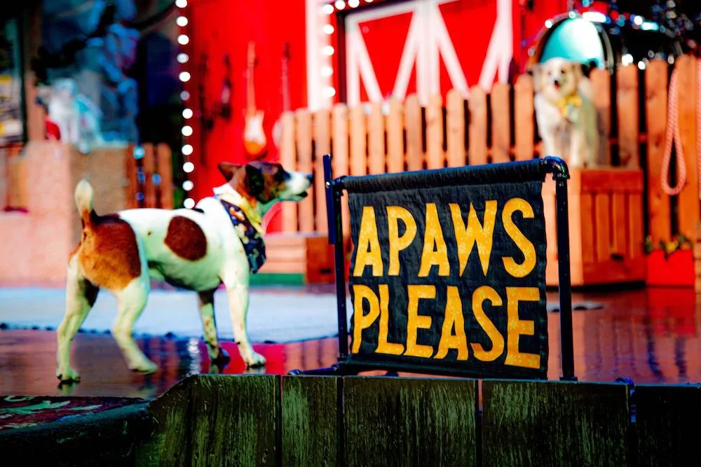 dog performer at The Comedy Barn