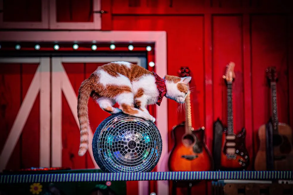 Cat performer at The Comedy Barn