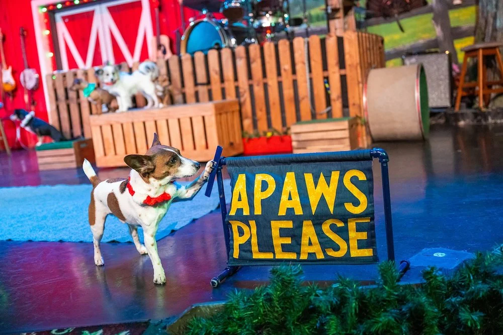 Dog at The Comedy Barn with Apaws Please sign