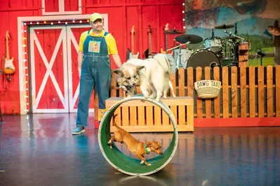 dog act at The Comedy Barn